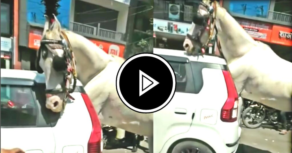 Viral: রাস্তার মাঝে গাড়ির কাচ ভেঙে ঢুকে পড়লো সাদা ঘোড়া, তারপর যা ঘটলো...দেখুন ভিডিও Viral: রাস্তার মাঝে গাড়ির কাচ ভেঙে ঢুকে পড়লো সাদা ঘোড়া, তারপর যা ঘটলো...দেখুন ভিডিও
